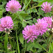 Red Clover Herb Powder 1 lb