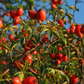 Rosehips Powder 1 lb