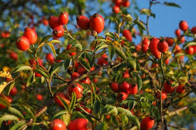 Rosehips Powder 1 lb