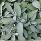 Sage Leaf Powder 1 lb