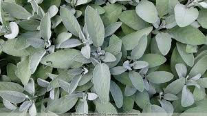 Sage Leaf Powder 1 lb