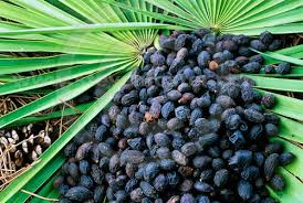 Saw Palmetto Berry Powder 1 lb