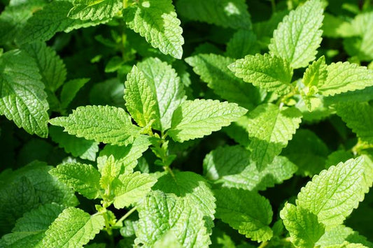 Spearmint Powder