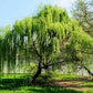 White Willow Bark Powder 1 lb