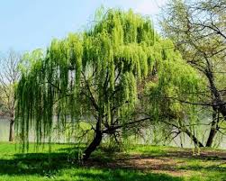 White Willow Bark Powder 1 lb