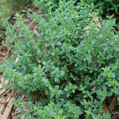 Whole Oregano
