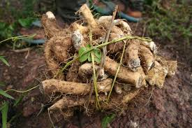 Yam Root Powder 1 lb
