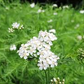 Yarrow Herb Powder 1 lb