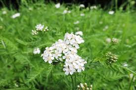 Yarrow Herb Powder 1 lb