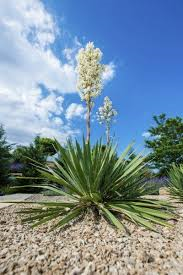 Yucca Stalk Powder 1 lb