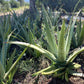 Aloe Vera Powder 1 lb